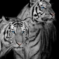 black-and-white-lion-zwartwit-vierkant