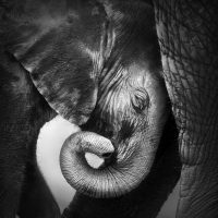 baby-elephant-zw-vierkant