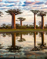 baobab-tree-kleur-staand