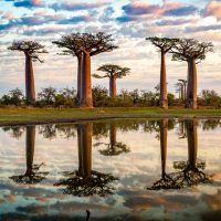 baobab-tree-kleur-vierkant