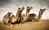 camels-kleur-liggend