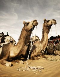 camels-kleur-staand