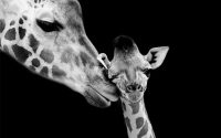 giraffe-with-baby-zwart-liggend