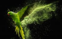 green-parrot-kleur-liggend