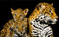 leopard-with-babies-kleur-liggend