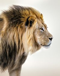 male-lion-kleur-staand