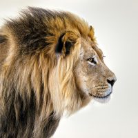 male-lion-kleur-vierkant
