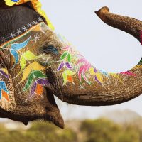 painted-elephant-kleur-vierkant