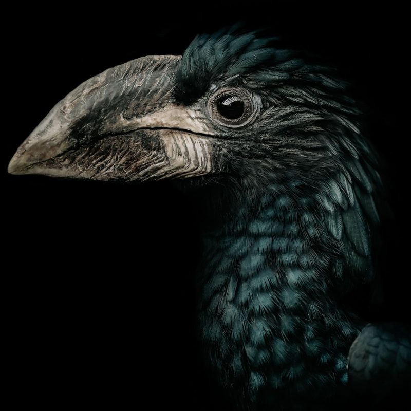 Amazon bird schilderij