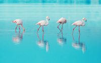 flamingo-horizontaal