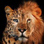 Jaguar lion schilderij