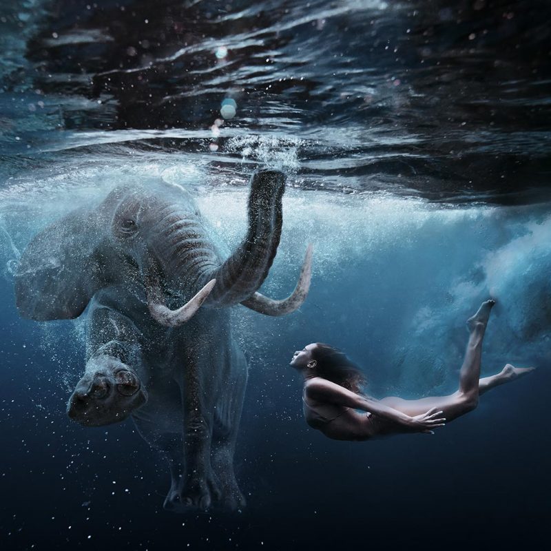 Elephant under water schilderij