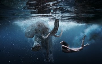Elephant under water schilderij