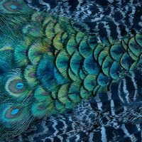 Peacock schilderij vierkant