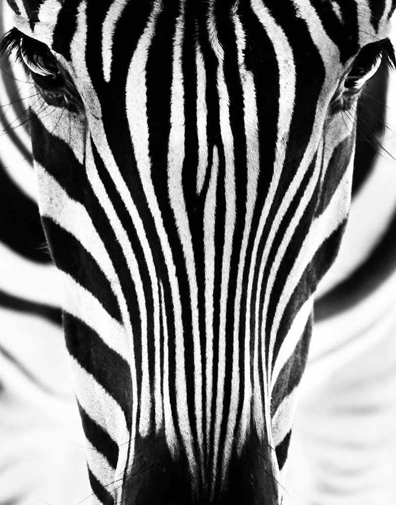 Zebra schilderij staand