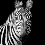 Zebra stripes schilderij staand