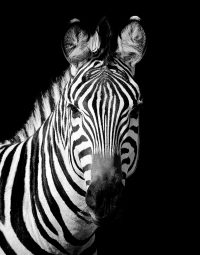 Zebra stripes schilderij staand