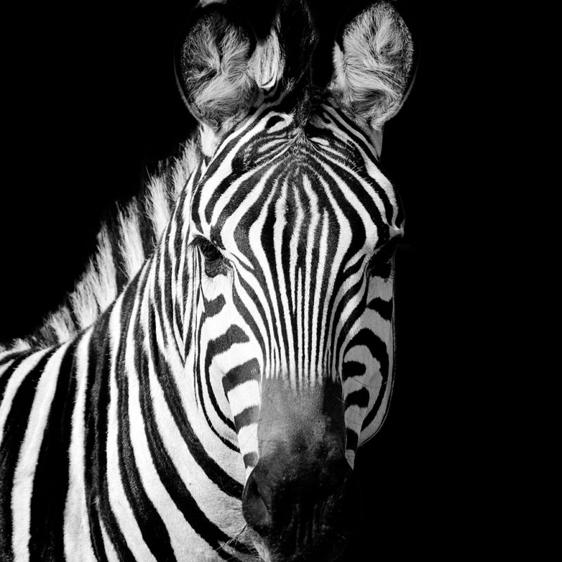Zebra stripes schilderij vierkant