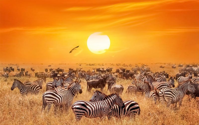 Animal sunset schilderij
