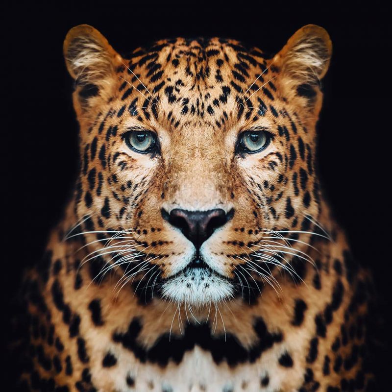 Close up leopard schilderij